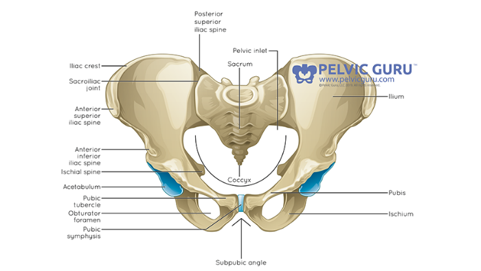 Pelvic Girdle Pain – Harness Gravidarum