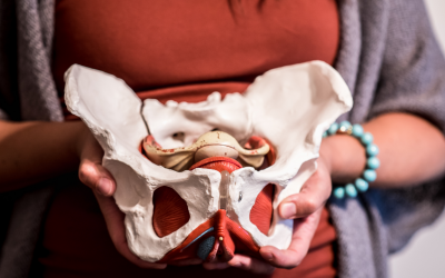 Pelvic Anatomy: Getting To Know Your Pelvis and Your Pelvic Floor