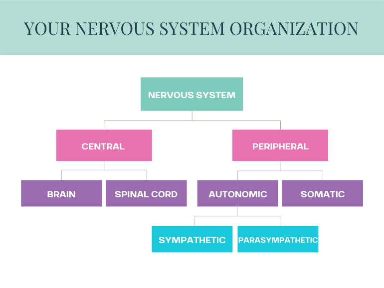 Central and Peripheral, Autonomic and Somatic, Sympathetic and Parasympathetic nervous systems