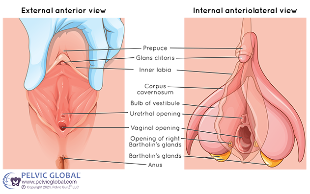 Female Clitoris