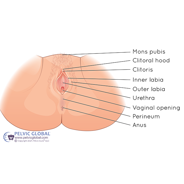 Vulva Anatomy